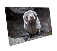 Small Cute Fur Seal Pup Resting On A Rock Adorable Wild Animal Photography Wall Art Print On Canvas Picture For Home Office Decor 45x30cm (18x12In)