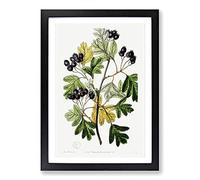 Small-Flowered Hawthorn Berry Tree Framed Print | A2 Black Framed Wall Art | Ready to Hang | Modern Floral Picture | Living Room Bedroom Lounge Office