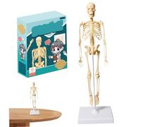 Small Human Skeleton Model 13.78 Inch Tall Plastic Human Body Model for Kids Realistic Anatomical Skeleton Toy with Base for Classroom Demonstration Anatomical Teaching Educational Toys Toy