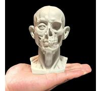 Small Human Skull Model Anatomy, Anatomical Muscle Bone Head Model for Artists Drawing, Artist Face Model