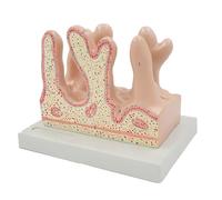 Small Intestine Villus Model, Human Three Dimensional Model of Intestinal Villus, Human Digestive System Model, Realistic Texture and Sturdy PVC Material, Standard Anatomy, for Teaching Tool