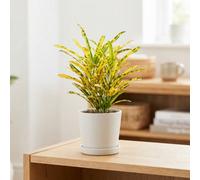Small-Leaved Croton (Codiaeum Variegatum) - 6Cm Pot