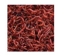 Small Live Bloodworms on Paper - Bulk (125g)