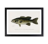 Small-mouthed Black Bass by Sherman F. Denton Framed Print | A2 Black Framed Wall Art | Ready to Hang | Modern Animal Picture | Living Room Bedroom Lounge Office