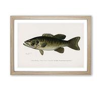 Small-mouthed Black Bass by Sherman F. Denton Framed Print | A2 Oak Framed Wall Art | Ready to Hang | Modern Animal Picture | Living Room Bedroom Lounge Office