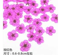 Small Narcissus Nail Dried Flower Embossed Plant Specimen Drop Gum, Flower Mobile Phone Case, Real Flower Material