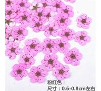 Small Narcissus Nail Dried Flower Embossed Plant Specimen Drop Gum, Flower Mobile Phone Case, Real Flower Material