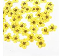 Small Narcissus Nail Dried Flower Embossed Plant Specimen Drop Gum, Flower Mobile Phone Case, Real Flower Material