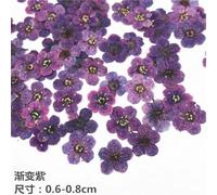 Small Narcissus Nail Dried Flower Embossed Plant Specimen Drop Gum, Flower Mobile Phone Case, Real Flower Material