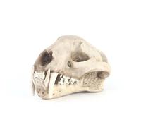 Small Ornaments for Shelves Clouded Leopard Home Halloween Resin Animal Zoo Science Education.