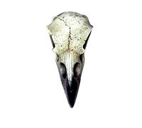 Small Raven Skull