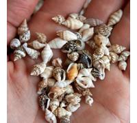 Small Seashells, Miniature Conch Shells, Tiny Sea Shell for Zen Garden, Terrarium or Fairy Garden Beach, Summer Tiny Shell Craft, Craft Making (100CS)
