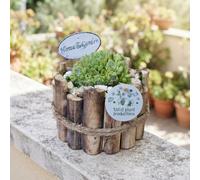Small Sempervivum Arrangement - 17Cm Wooden Pot