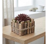 Small Sempervivum Arrangement 'verona' - 18Cm Wooden Pot