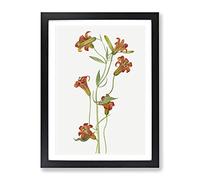 Small Tiger Lily Flowers By Mary Vaux Walcott Vintage Framed Print | A3 Black Framed Wall Art | Ready to Hang | Classic Floral Picture | Living Room Bedroom Lounge Office