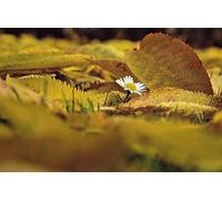 small white flowers-7000-Piece Adult Puzzle Brain Teaser Game Relaxing Puzzle Puzzle 14 years+