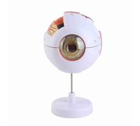 Smandy Eye Anatomy Model, 6X Enlarged Human Eyeball Model with 7 Detachable Parts for Science Education Ophthalmology Teaching