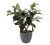 Smart Garden Artificial Japanese Laurel Houseplant