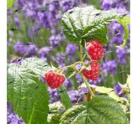 Smart Garden m Mesh Fruit Netting 4m x 10m in Black, Size 25m | Charlies