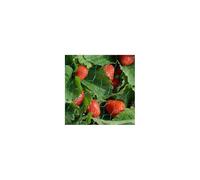 Smart Garden Garden Netting - 2m x 10m