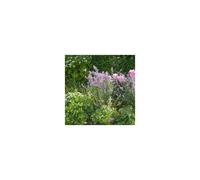 Smart Garden Gro-Links - Set of 4, 20cm x 50cm