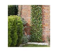 Smart Garden Lemon Leaf 180 X 90cm Trellis