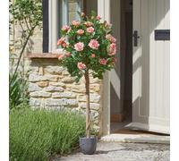 Smart Garden Marco Paul 120Cm Rose Tree In Pot - Perfect Pink