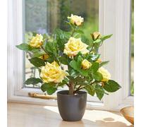 Smart Garden Marco Paul Artificial Potted Rose Plant 40Cm - Yellow