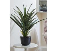 Smart Garden Spiky Sisal Faux House Plant Black