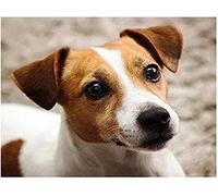 Smart Jack Russell Terrier Animal 2000 Pieces Jigsaw Puzzles for Adults Educational Toys Unique Home Decorations and Gifts 70x100cm