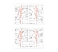 SMASOLO 2pcs Human Anatomy Posters Muscle and Skeletal System Diagram 50x70cm Silk Cloth Educational Charts for Science Teaching and Office Decoration