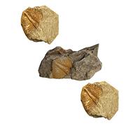 SMASOLO 3pcs Trilobite Specimen Models Kit Educational Paleontology Adornment Realistic Display for Teaching Collections for Home Learning Tools