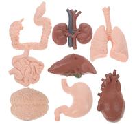 SMASOLO 8Pcs Realistic Human Organ Model for Anatomy Teaching Including Brain Heart Colon Intestine and Kidney Tool for Students and Doctors