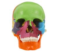 SMASOLO Detachable Anatomy Skull Model with Vivid Educational Colors for Human Head Structure Learning Medical Teaching Aid for Anatomy Students and Classes