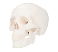 SMASOLO Detachable Plastic Skull Model for Desktop Decor Anatomical Human Head Sculpture for Art Sketching Medical Teaching and Halloween Decoration Ergonomic Design
