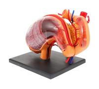 SMASOLO Human Stomach Anatomical Model Teaching Demonstration Equipment for Classroom Medical Education Aid Lifelike Stomach Structure Learning Tool for Students and Training Institutions