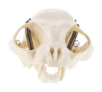 SMASOLO Realistic Cat Skull Model Anatomical Skeleton Educational Display for Teaching and Research with Detailed Guide Intricate Craftsmanship for Art Halloween Decor Fish Tank Landscape