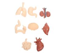 SMASOLO Realistic Human Organs Model Anatomy Teaching Props Educational Cognitive Tool for Students Preschool Science Learning