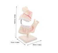 SMASOLO Realistic Plastic Typodont Model for Education Accurate Permanent Teeth Anatomy Simulation Oral Study Tool for Students and Teaching Demonstrations