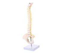 SMASOLO Spine Model with Pelvis Flexible Vertebral Column Anatomy Model for Medical Education Practice and Display Includes Detailed Vertebrae Intervertebral Discs and Herniated Lumbar Dis
