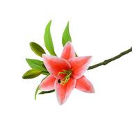 Smbcgdm Artificial Lilies Realistic Artificial Lily Flower Arrangement Full Bloom Faux Lily with 1 Head & 2 Buds Decorative Plant for Home Party Wedding Table Centerpiece Decor Rose Red
