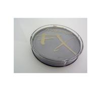 Smiffy's Face and Body Paint – Light Grey