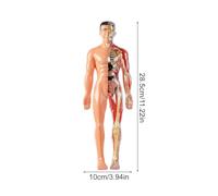 Smileshiney Human Body Model for Kids 3D, Anatomical Human Torso Model, Anatomical Assembly Educational Toys for Learners Homeschooling Teachers Art Studio Students Boys Girls Classroom Science