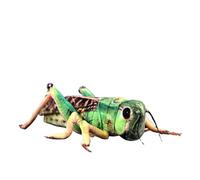 SMJWH Realistic Grasshopper Plush Toy, Locust Stuffed Animal, Cute Soft, Hopper Plushie, Nature Learning, 35cm