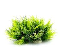 Smoothedo-Pets Aquarium Plants Fish Tank Decorations 2pcs Small Size/3.5inch Ornament Plastic Artificial Plant Goldfish Waterscape Fish Hides Mini Grass Set (2pcs/Green)