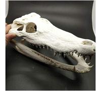 SmPinnaA Real Crocodile Skull Specimen - Animal Skull Model - Real Crocodile Feng Shui Ornaments Taxidermy Supplies Art Bone Vet Medicine 1:1 Collection Crafts