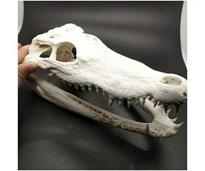 SmPinnaA Real Crocodile Skull Specimen - Animal Skull Model - Real Crocodile Feng Shui Ornaments Taxidermy Supplies Art Bone Vet Medicine 1:1 Collection Crafts