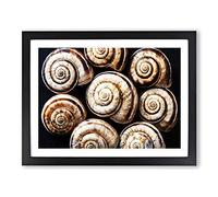 Snail Shells 3 Modern Framed Print | A4 Black Framed Wall Art | Ready to Hang | Modern Nature Picture | Living Room Bedroom Lounge Office