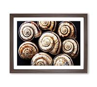 Snail Shells 3 Modern Framed Print | A4 Walnut Framed Wall Art | Ready to Hang | Modern Nature Picture | Living Room Bedroom Lounge Office