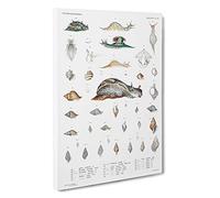 Snail Shells & Slugs by A.A. Gould Canvas Print | Gallery Wrapped 30mm Frame Wall Art | 30x20 inches | Ready to Hang | Modern Animals Picture | Living Room Bedroom Lounge Office